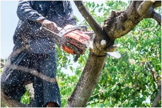 tree services Lynchburg